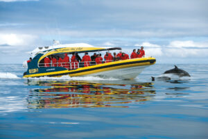 Pennicott Wilderness Journey boat on the water with passengers wearing orange jackets and dolphins swimming out in front of the boat.