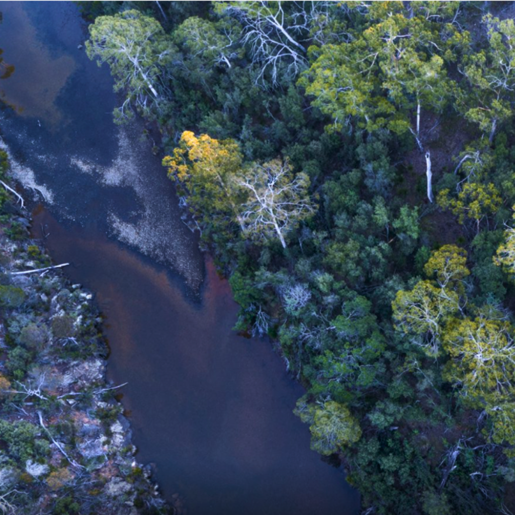 aerial view of a river and trees