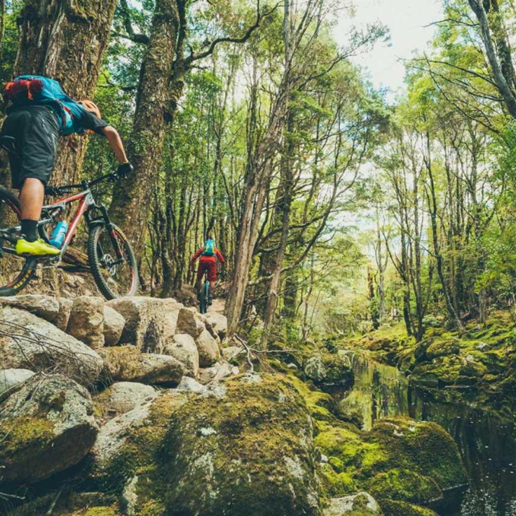 Two people on mountain bikes riding through a forest along a river